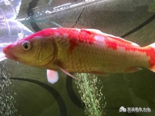 锦鲤鱼蹭缸用什么药,锦鲤鱼蹭缸很瘦怎么办