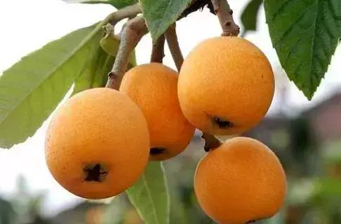 苏州太湖余山岛世外桃源民宿,苏州太湖网红民宿推荐