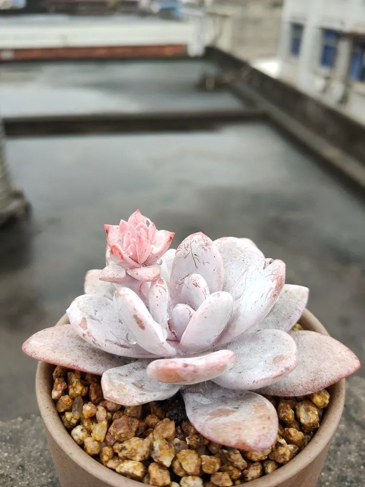 疫情期间在家欣赏多肉,疫情期间被多肉治愈