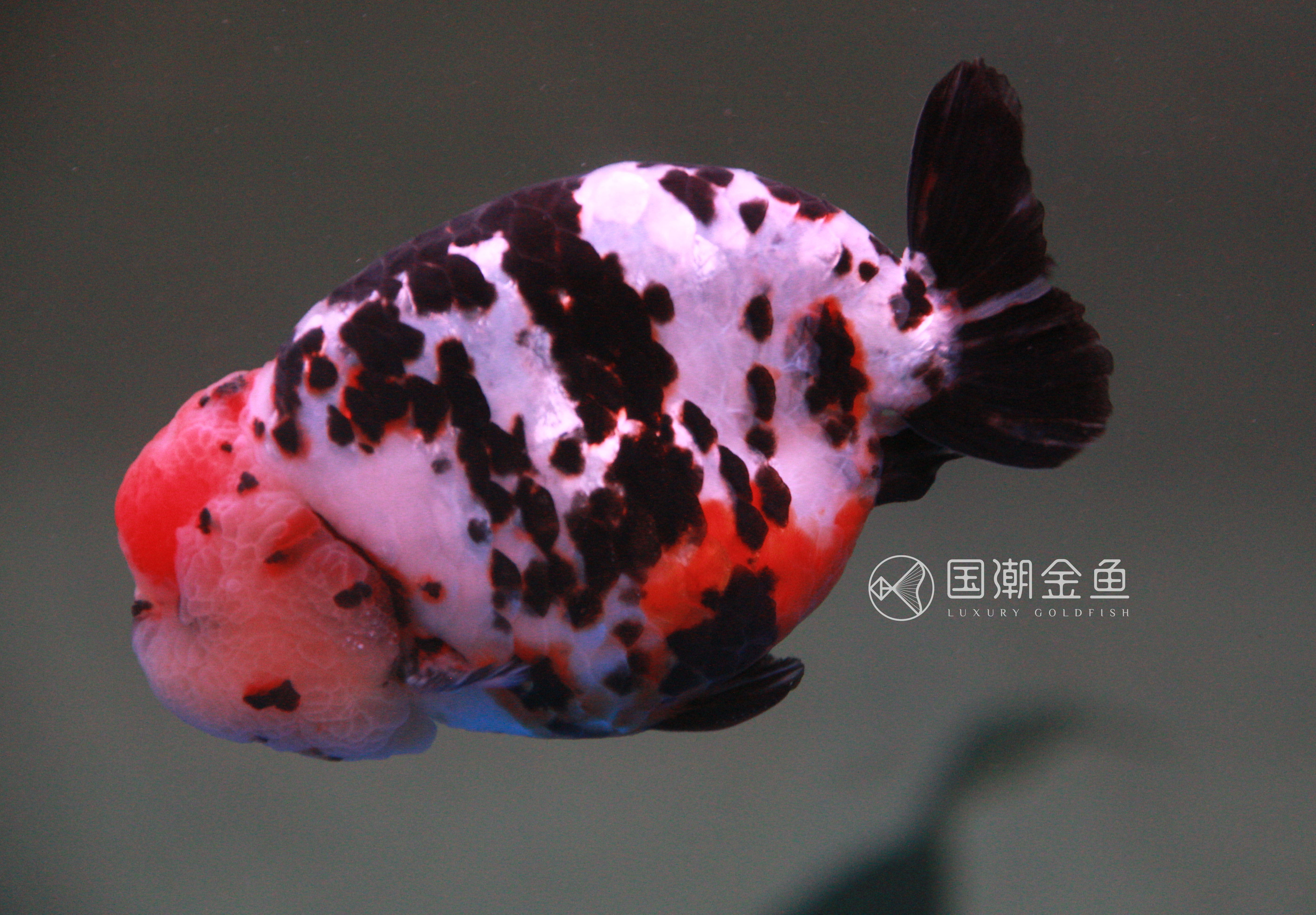 家养金鱼怎么死亡率少,自家养鱼金鱼好养吗