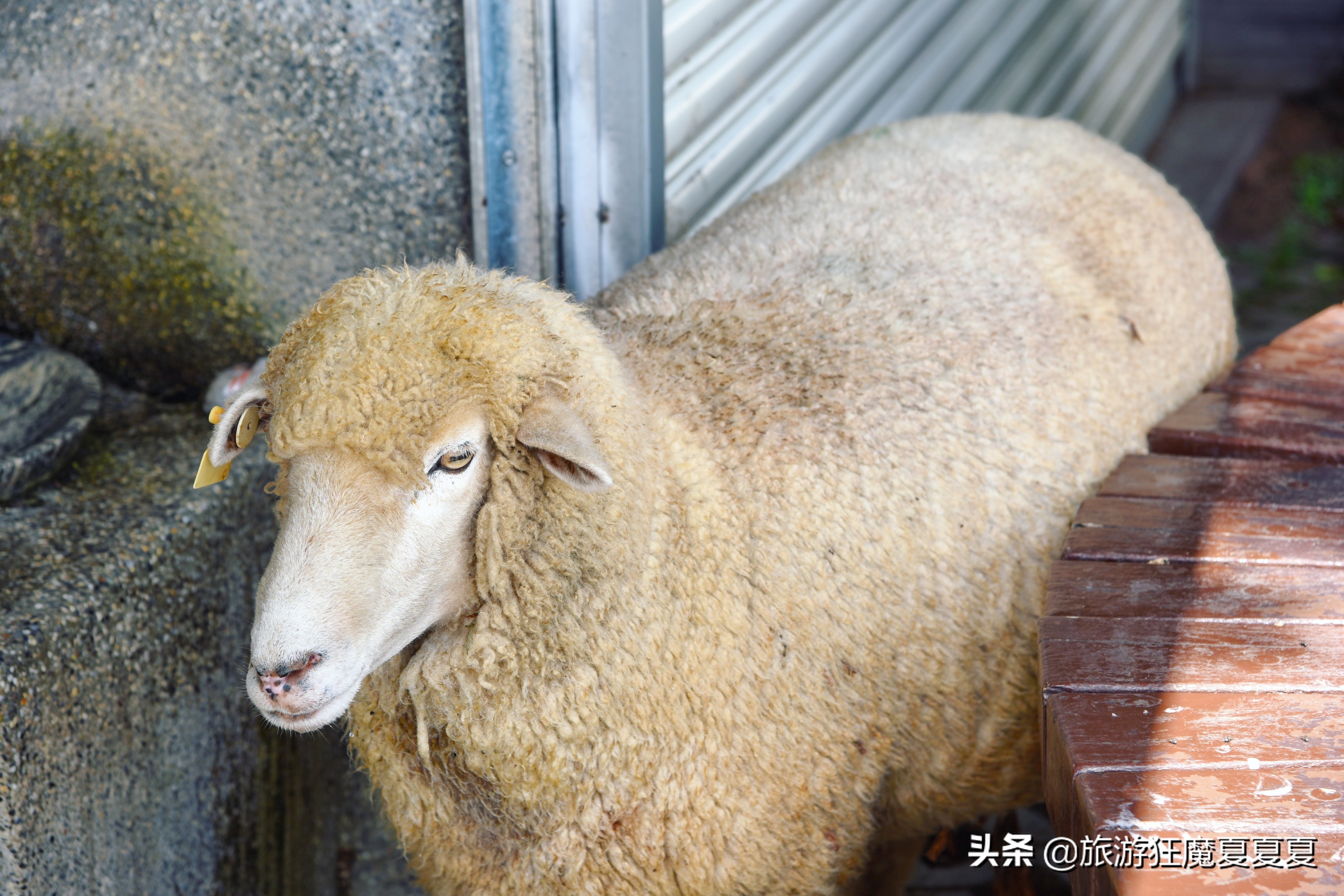 台湾清境农场,亲子旅游好去处,蒋经国先生都给予高度评价
