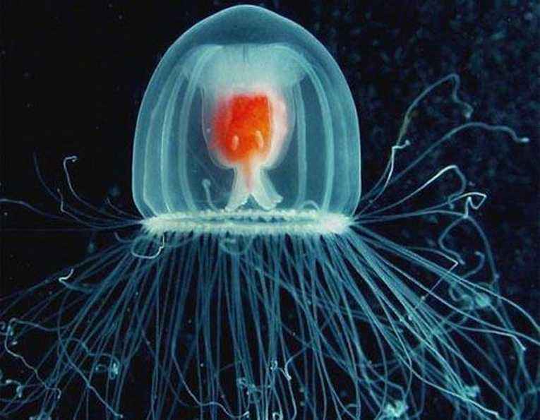 天山童姥什么武功返老还童,天山童姥为什么会北冥神功