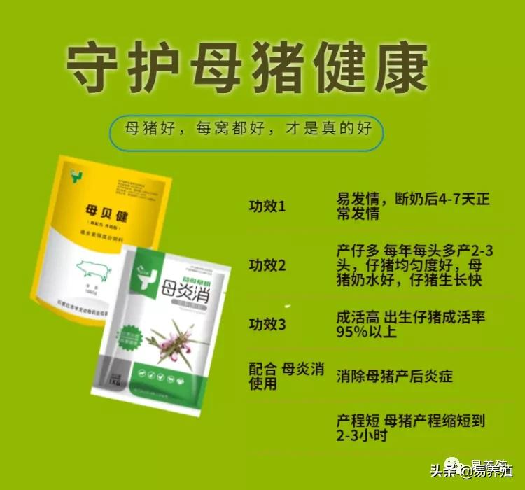母猪亚健康怎么调理,母猪亚健康的治疗