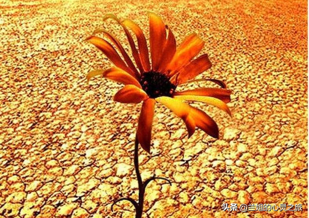 周公解梦梦见蜘蛛精,周公解梦梦见蜘蛛是什么征兆