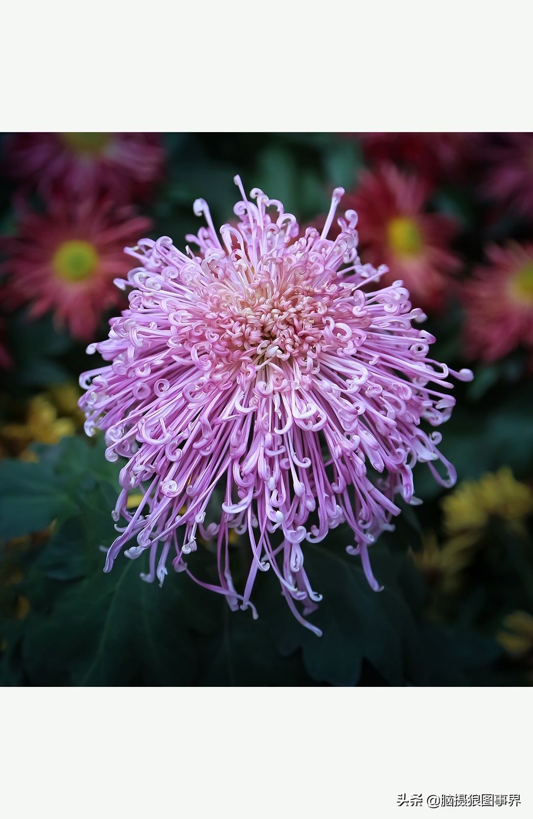 花海如何给花拍照好看,大面积的花怎样拍出花海的感觉