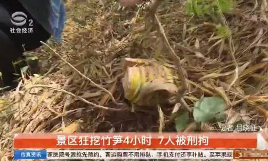 深圳南山竹海挖竹笋,深圳有游客挖竹笋