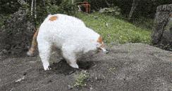 猫砂世界最重要的发明之一,为什么说猫砂是伟大的发明