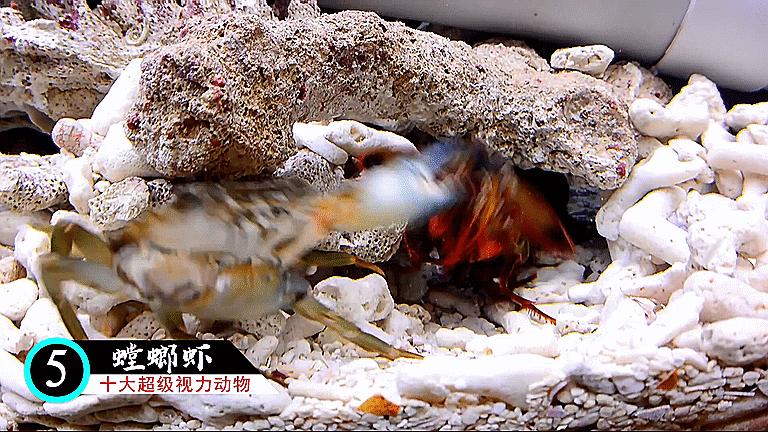 十大超级视觉动物,十二生肖视力很差的动物