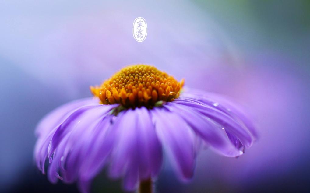 古人咏寒露的诗词,寒露古诗词鉴赏