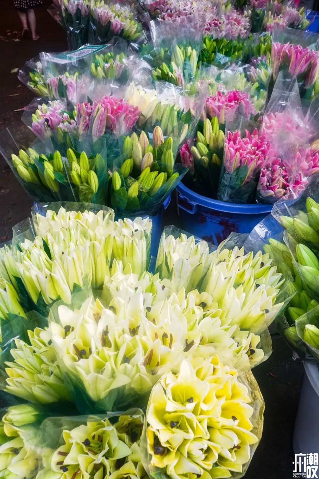 广州最大的花卉市场有哪些店,广州最便宜的花卉交易市场