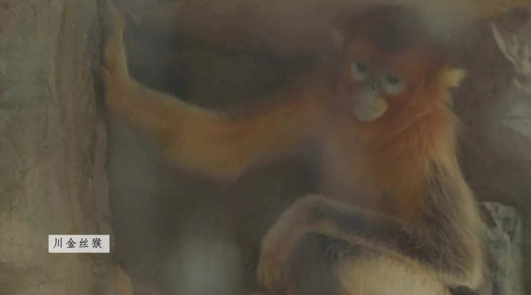 北京动物园和北京大兴野生动物园,北京动物园儿童动物园