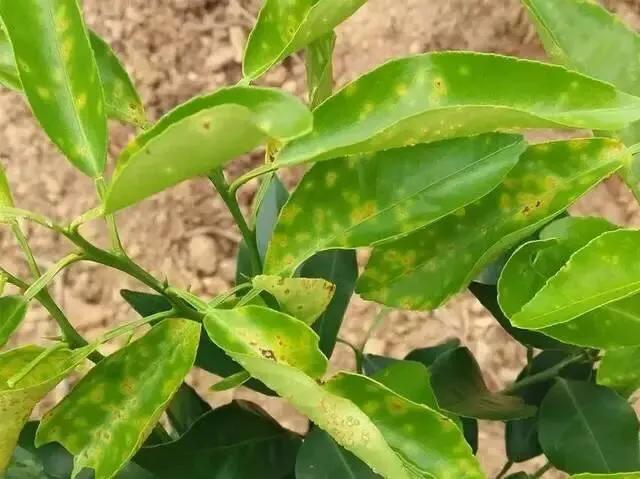 阿维菌素与杀菌剂可以混用吗,阿维菌素与杀菌剂混用