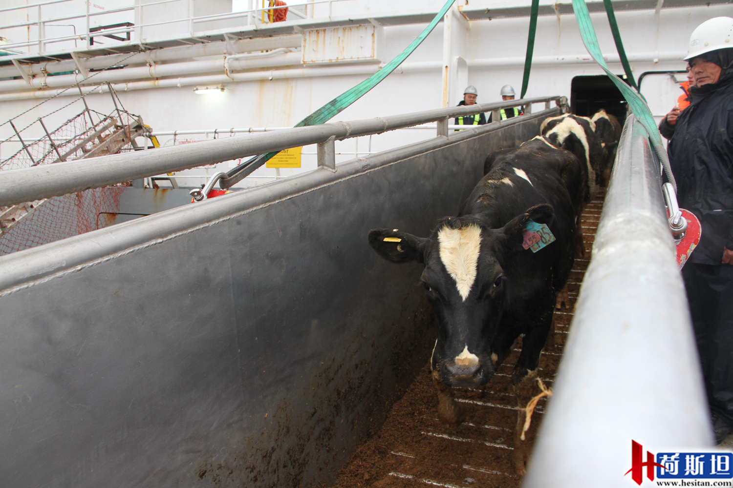 4000头新西兰牛抵达大丰港适合中国消费者的海福特肉牛强势来袭