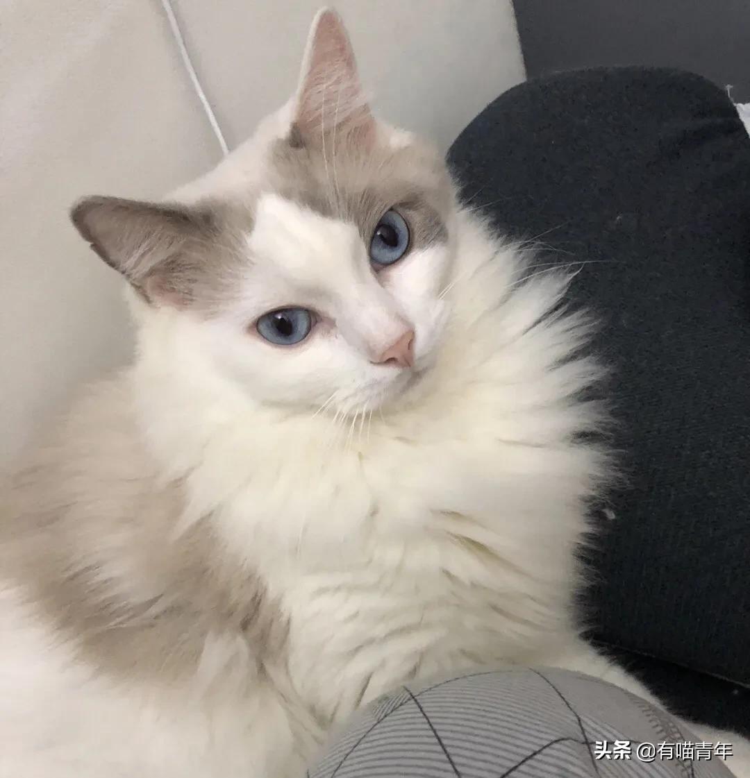 喷墨机为何突然对猫下此毒手?