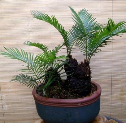 铁树盆栽浇水的正确方法,盆栽铁树怎么养不黄叶