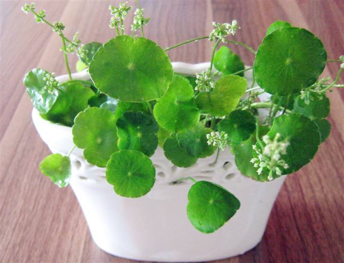 铜钱草是不是养得越好财运越旺,叶片圆圆的绿植