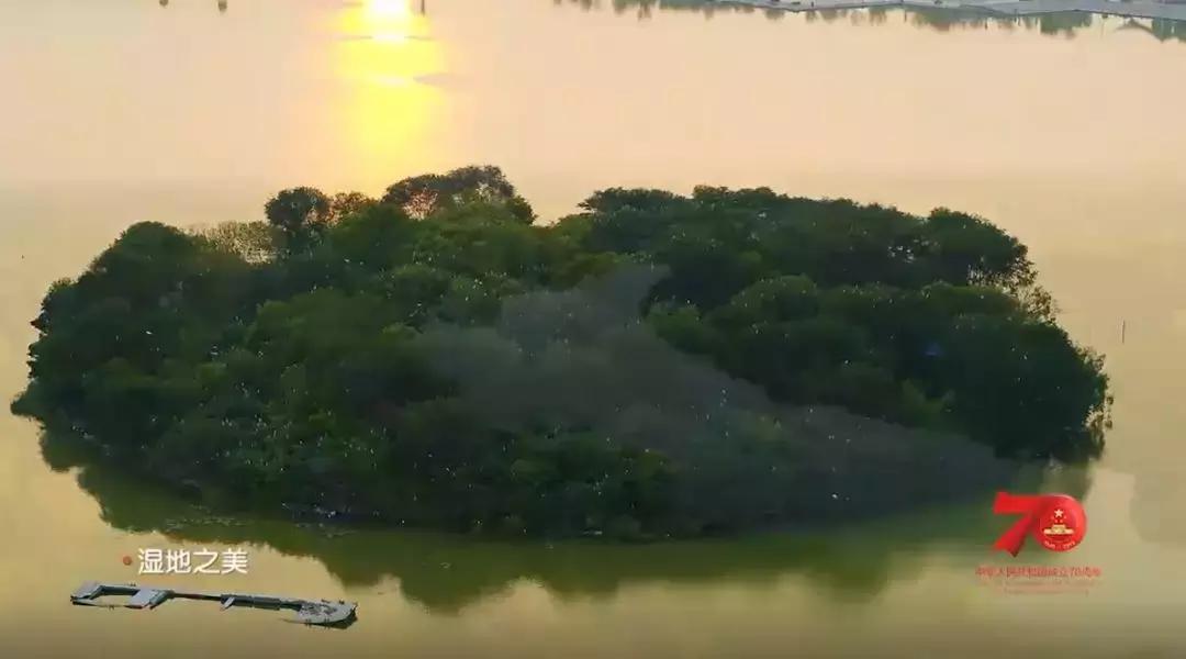 济宁任城湿地公园荷花,济宁莲花湿地
