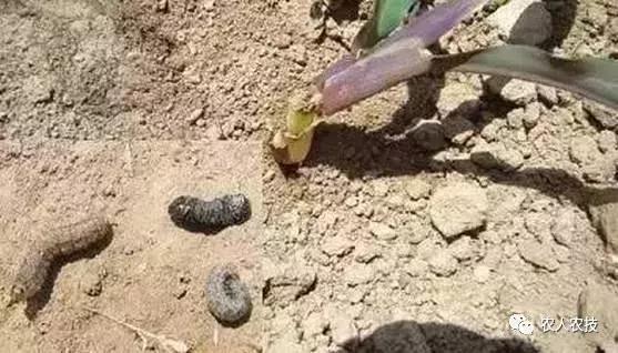 玉米苗期病虫害防治方法,玉米苗期虫害有哪些