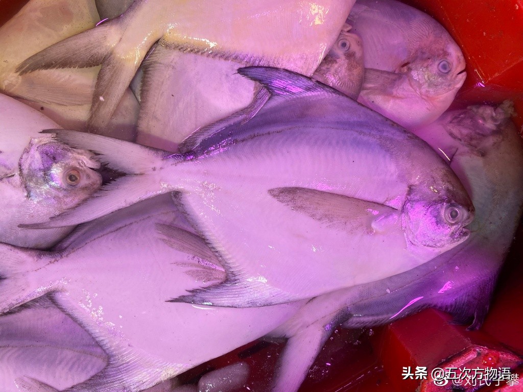 如何区分白鲳鱼的种类图解,怎么区分鲳鱼的品种