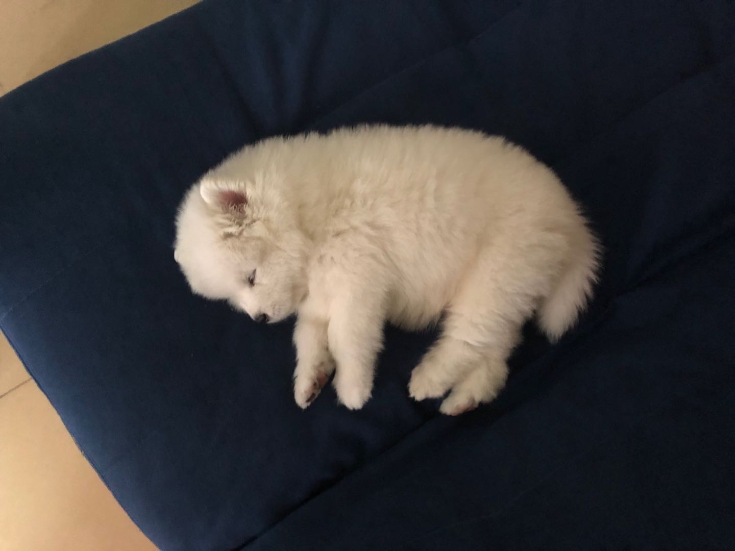 萨摩耶公母的优缺点,萨摩耶十大特点