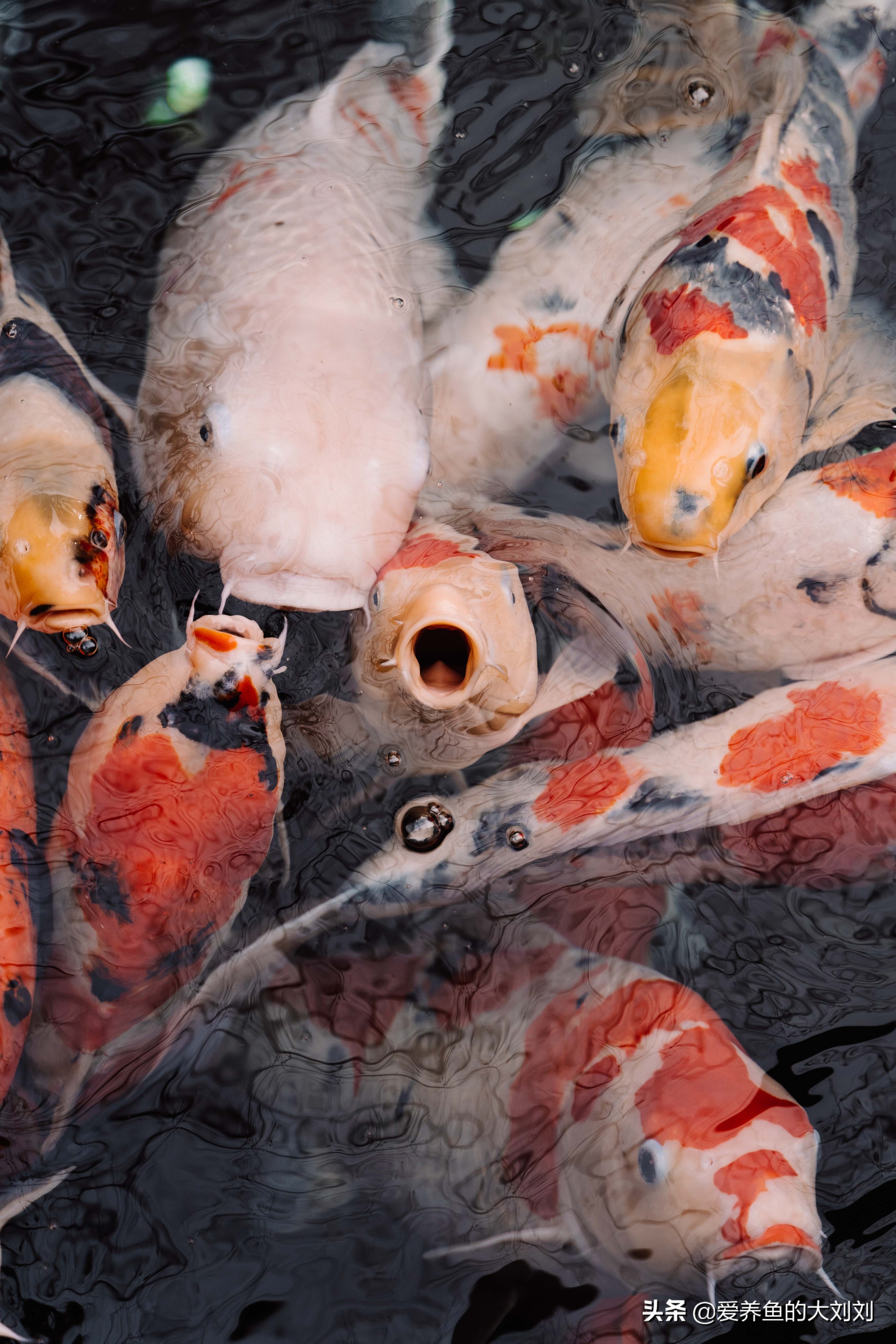 锦鲤水温低需要喂鱼食吗,锦鲤除了喂鱼粮之外喂什么长得快
