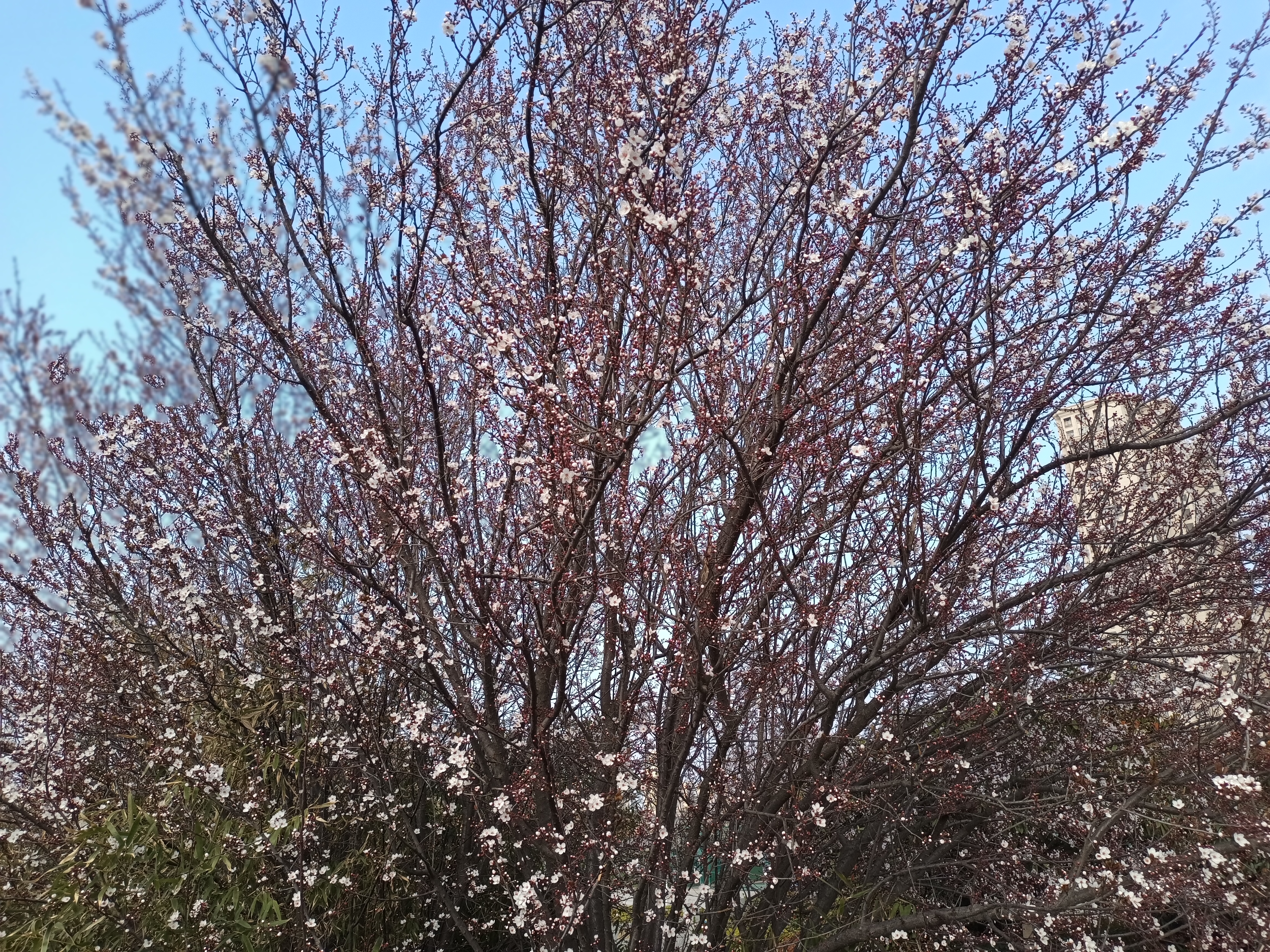 春暖花开正当时，丰县河滨公园成了很多丰县人的休闲胜地