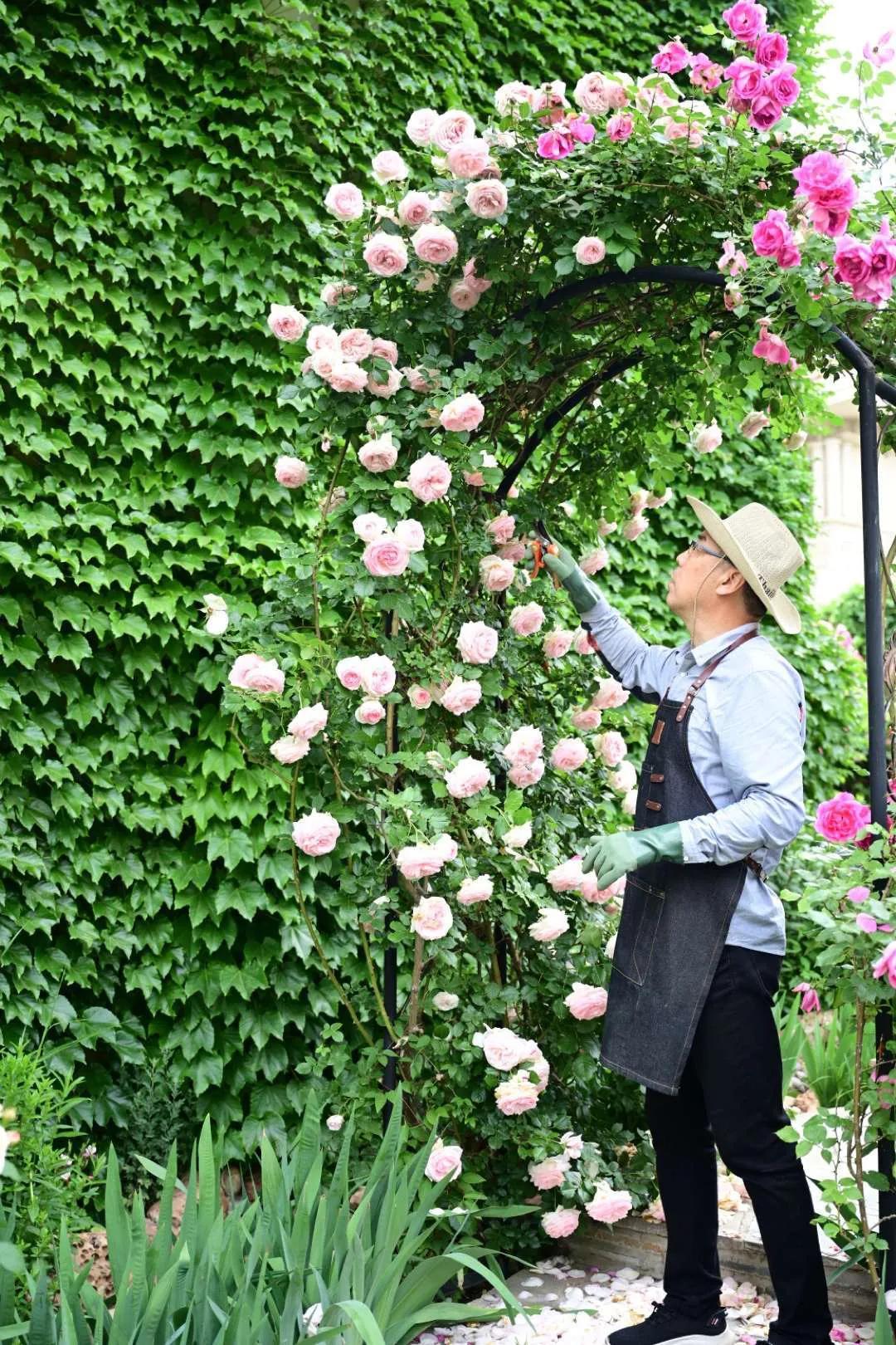 东北花园四季开花植物,北方一年四季都开花的花园