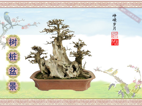 高山杜鹃花老树桩盆景,大树桩盆景欣赏