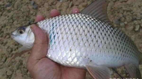 怎样钓老鱼视频教程,老钓友亲身传授野钓鲫鱼的秘诀