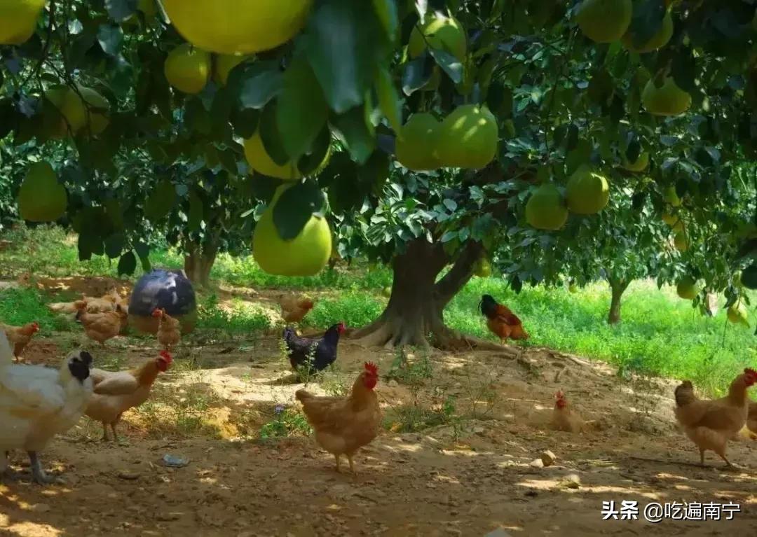 南宁农家乐烧烤地点推荐,南宁市周边农家乐窑鸡