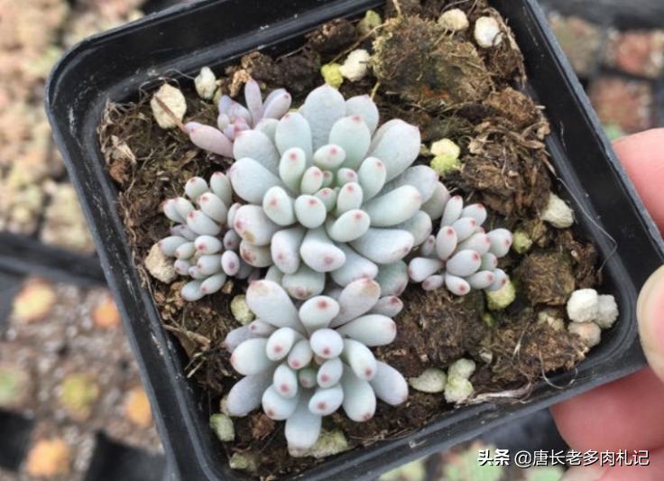 只用黄沙养多肉可以吗,多肉在小黑盆里养行吗