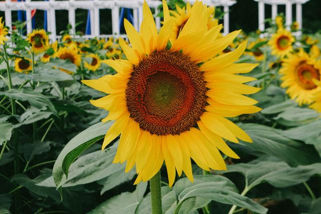 广州南沙百万葵园,广州百万葵园景点图片大全