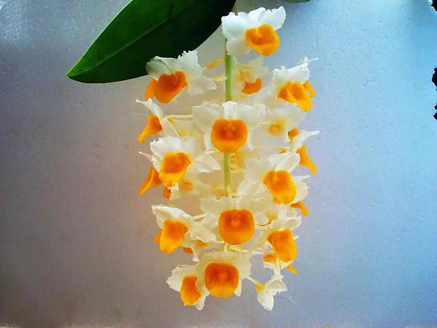 球花石斛珍稀图片,石斛球花品种大全