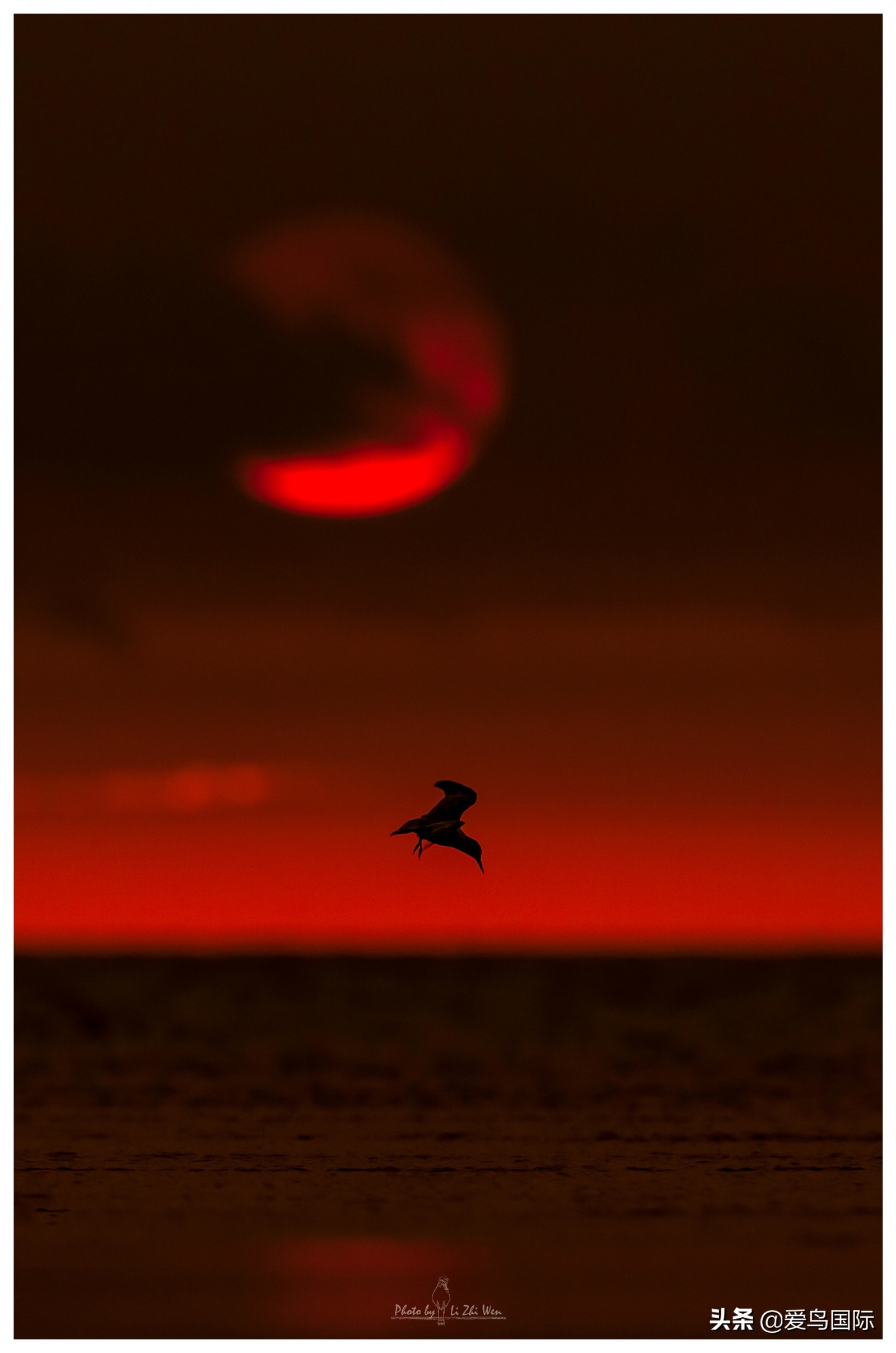 躁动的繁殖季节2021观鸟大年五月精华作品集