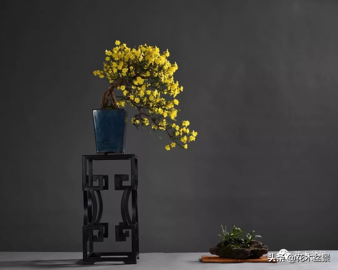 适合客厅养的盆景植物,茶桌上养什么盆景植物