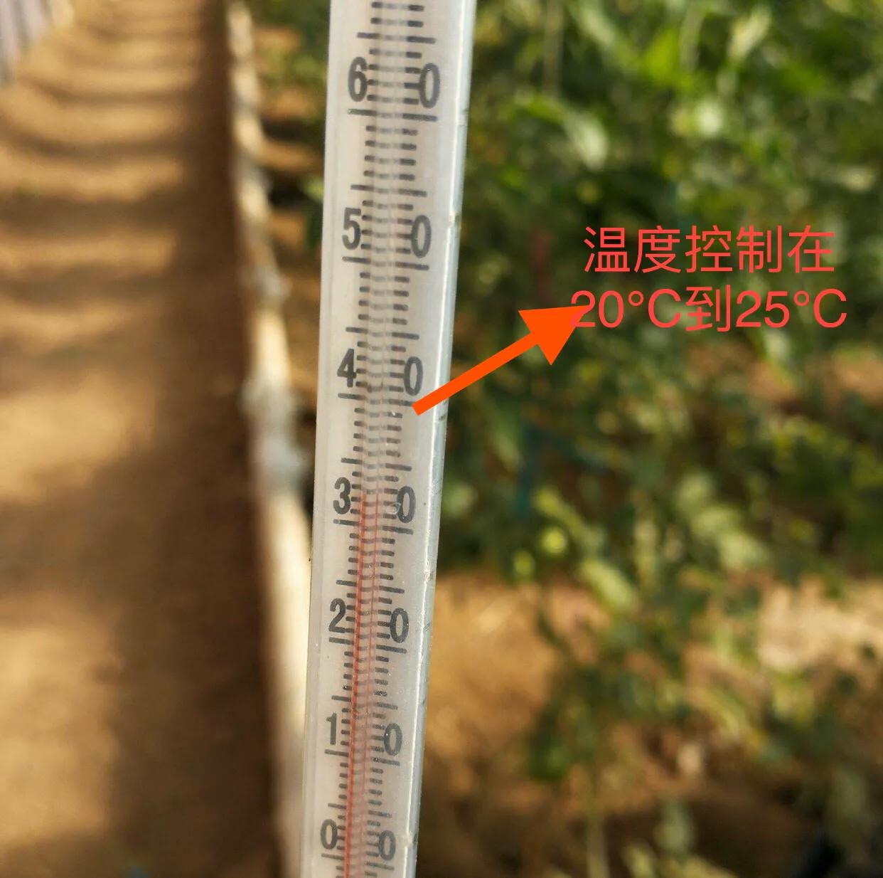 大棚秋葵种植技术大全,大棚种植秋葵一年可种几茬