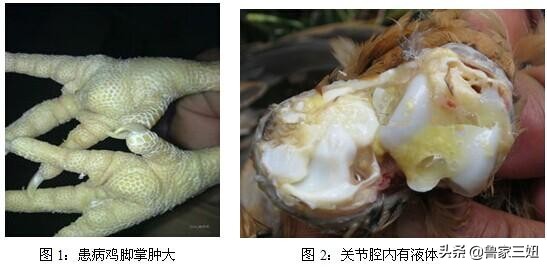 治疗滑液囊支原体，用这两种药就可以了