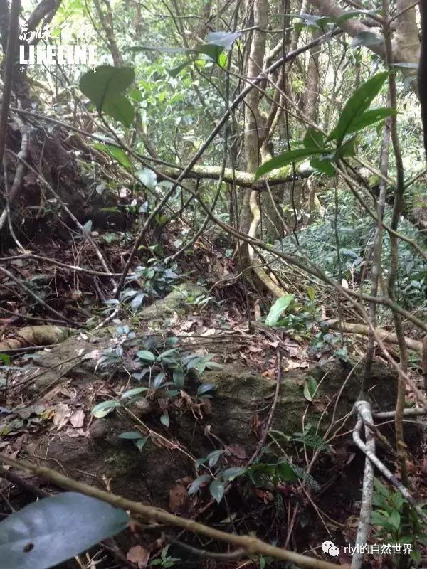 枫叶龟品种及图片大全,地龟和枫叶龟的区别