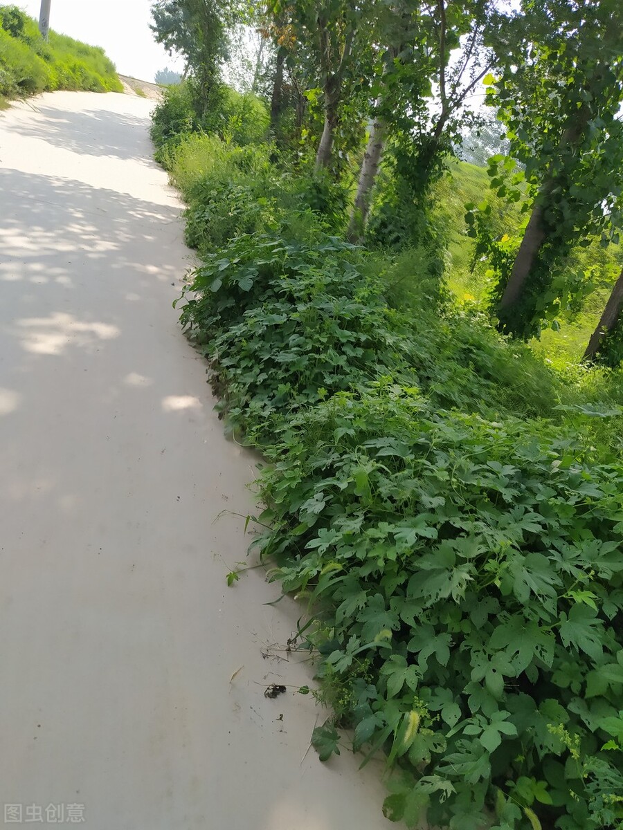 野外救命植物有哪些,农村常见的野外植物