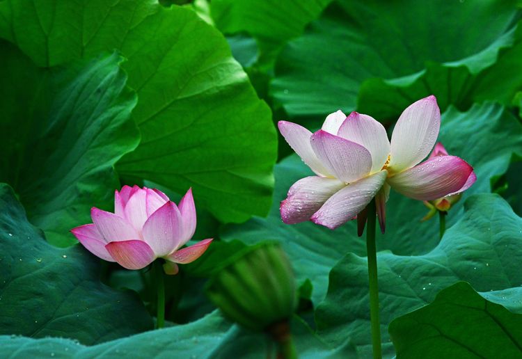 涔愯嚦鑽疯姳鎽勫奖浣滃搧娆ｈ祻,涔愯嚦鍗拌薄鎽勫奖