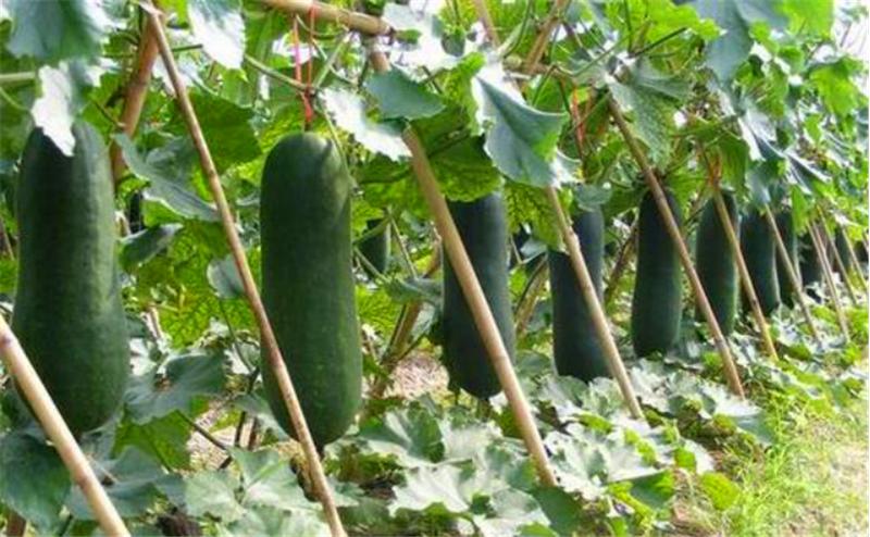 冬瓜正确的整枝打叉的方法,小冬瓜怎么整枝打叉结瓜多