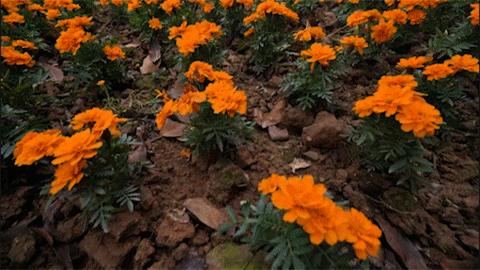 赏花海+机动游戏任玩+VR体验、5D电影等！还有财神爷派利是！