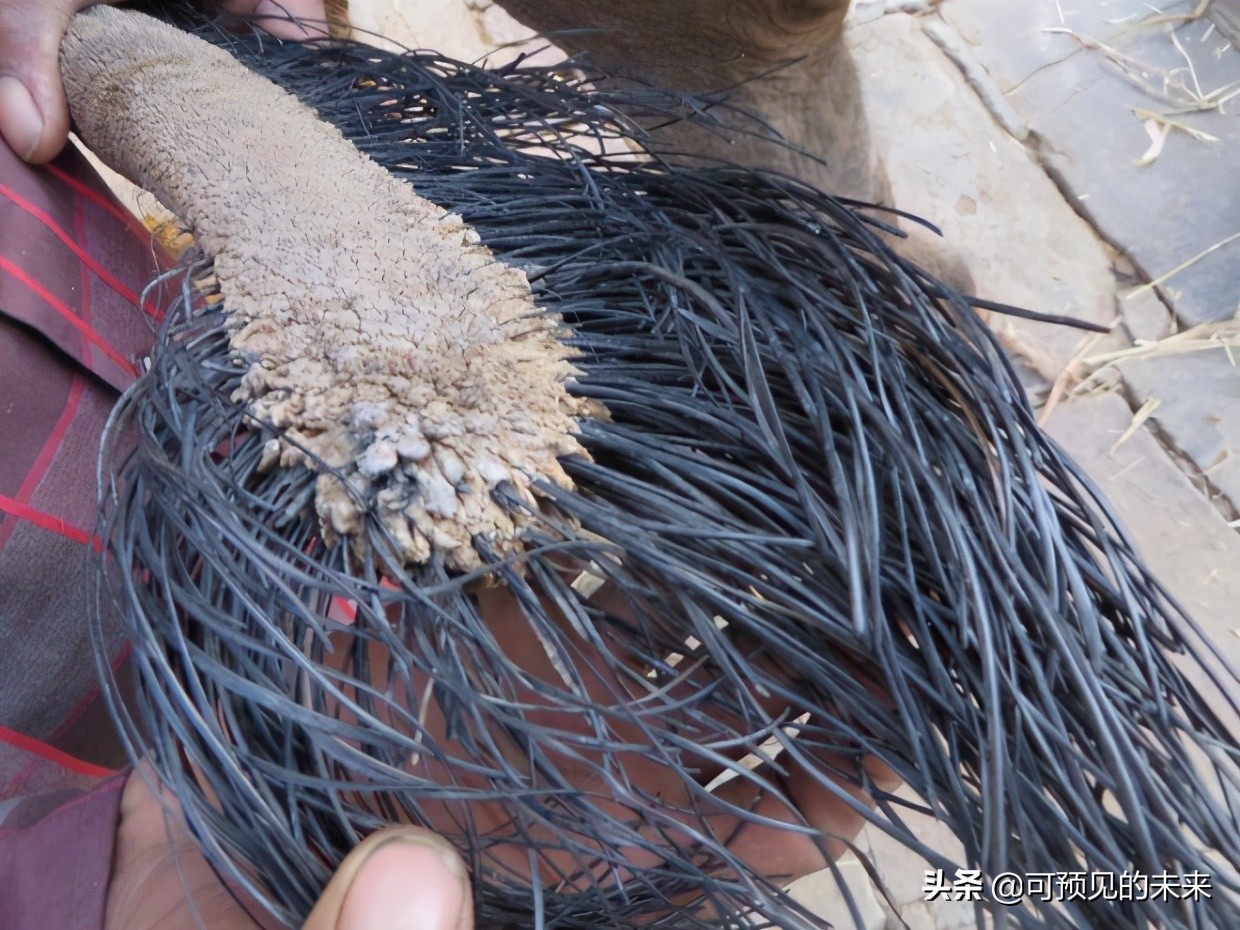 大自然的奇妙之处写话,大自然的奇妙之处作文350字