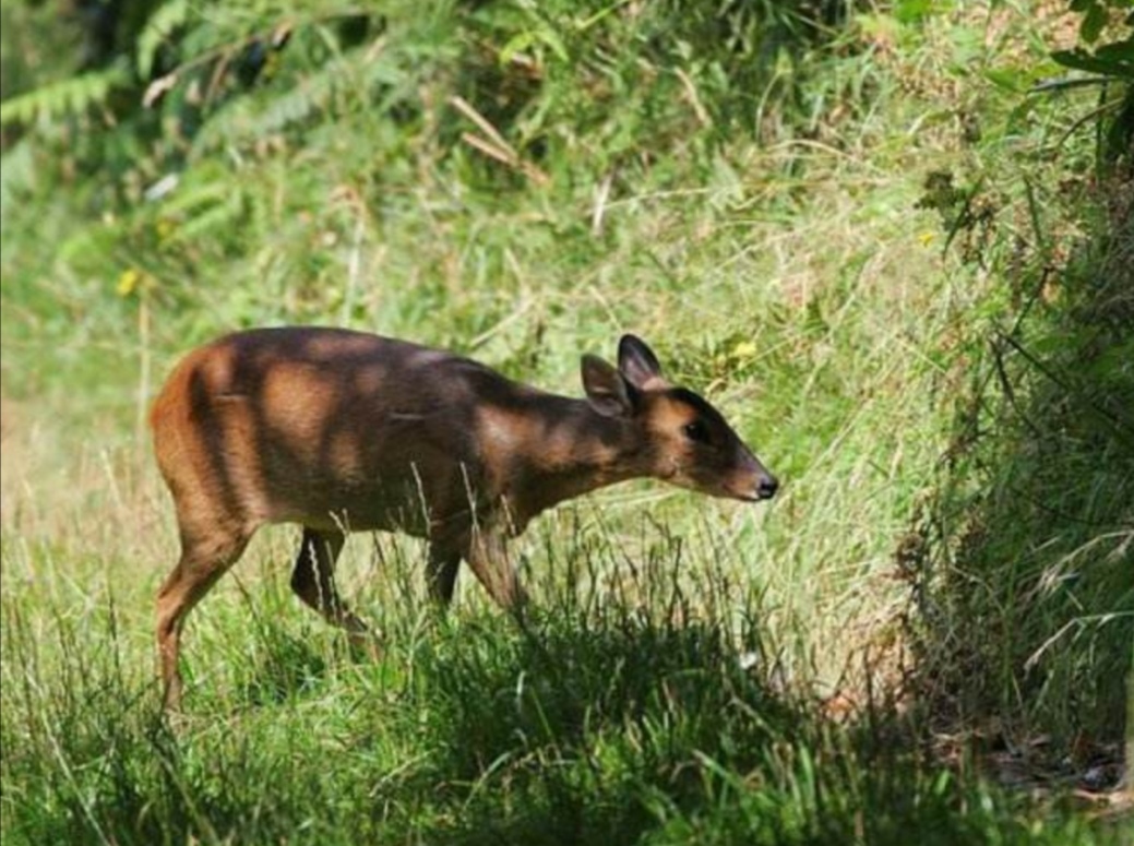 野生山麂子，小巧秀丽中透着灵动和机警，使人赏识和怜惜