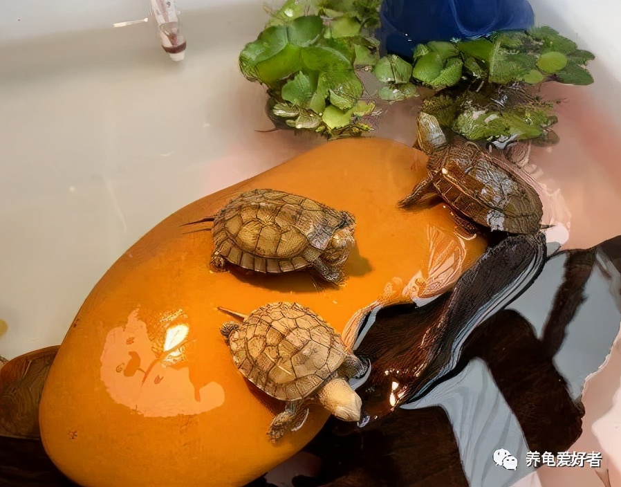 新手养龟的十大问题,新手养龟的五大误区