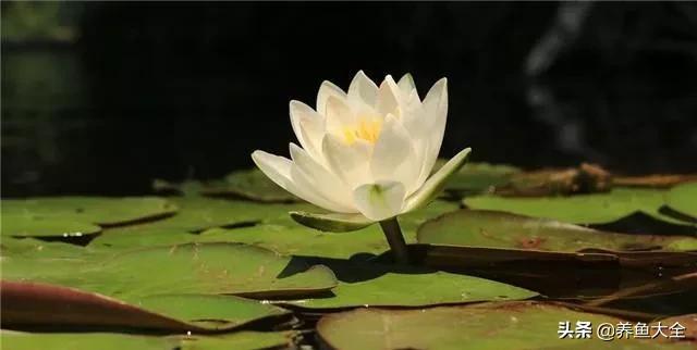 睡莲种植方法和技巧,睡莲种植方法及时间