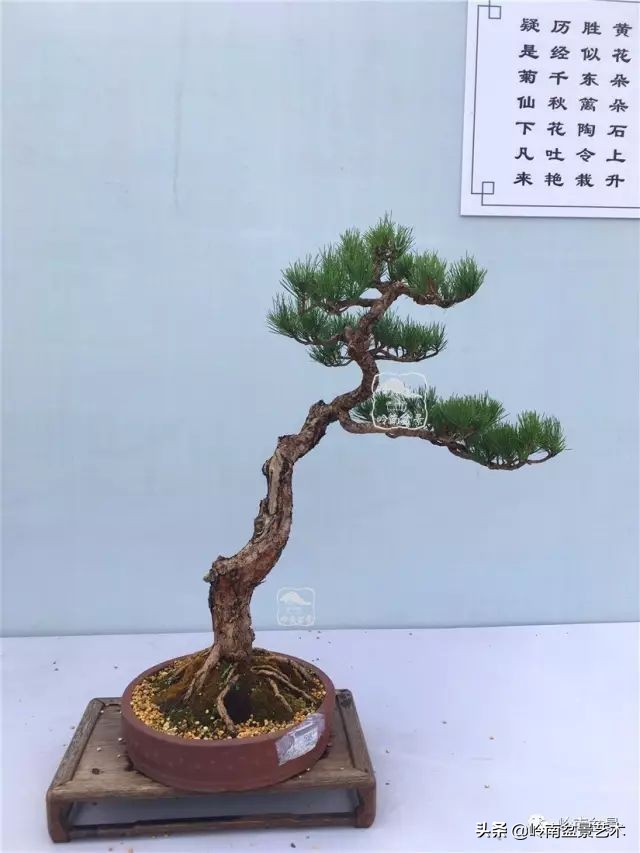 鎺㈡灊妞嶇墿,鎺㈡灊