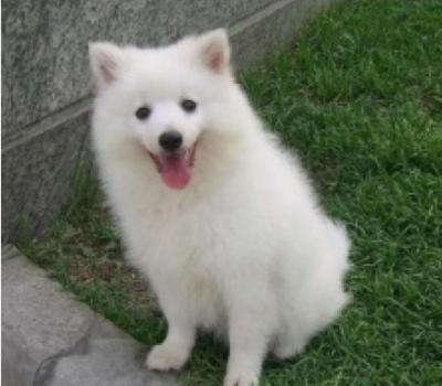 雪橇三傻不拉雪橇的萨摩耶,雪橇三傻中为什么有萨摩耶