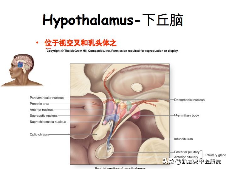 中枢神经系统断层解剖讲解,中枢神经3d解剖动画