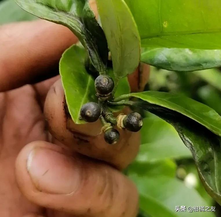 柑橘果面发黑怎么回事,柑橘幼果变黑脱落